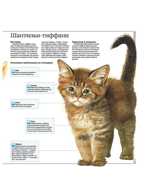Полезная информация про кошек от ветеринаров