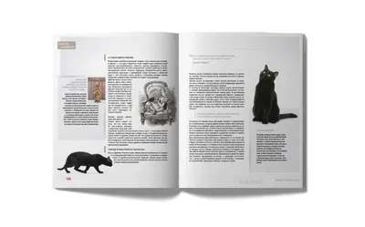 Книга Харвест Кошки: Все породы. Иллюстрированная энциклопедия про кошек  домашних купить по цене 1353 ₽ в интернет-магазине Детский мир