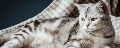 Описание шотландской породы кошек - окрасы, характер, фото, отзывы,  особенности ухода