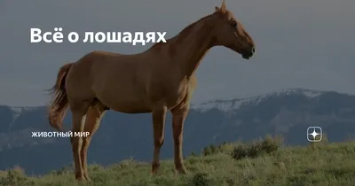 Всё о лошадях | Животный мир | Дзен
