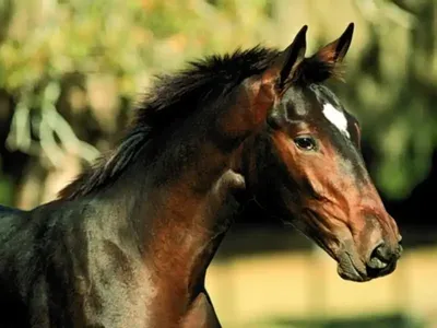 Все о лошадях: масть, потомство и родословная - YouTube