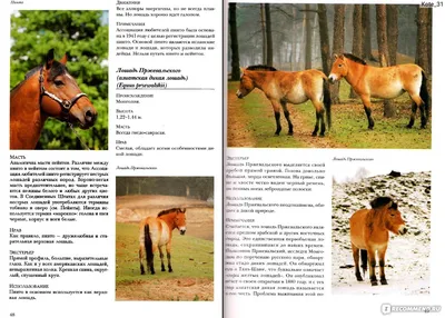 Породы лошадей. Узнайте все о породах лошадей, Максим Кузнецов – скачать  книгу fb2, epub, pdf на ЛитРес