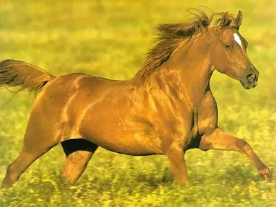 В лошадях восхищает все — красота, грация, сила, скорость, обаяние, а  главное — благородство и преданность. Лошади не терпят фальши —… | Instagram