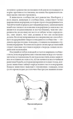 Любовь и доброта. И это всё о них, о лошадях. | газета \"Копейский рабочий\"