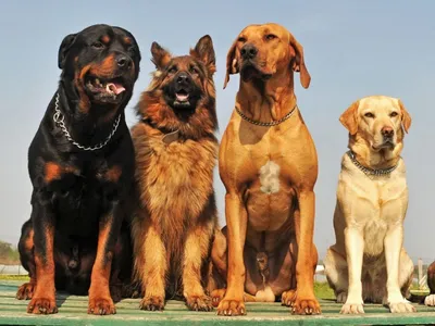Бойцовские собаки: обзор пород | Прокотьев | Дзен