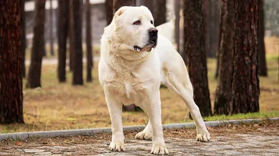Какая собака вам подходит: полный каталог с фото и названиями пород |  Ставропольская правда