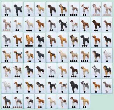 Породы собак средних размеров: ТОП-50 с фотографиями и описанием