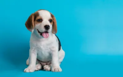 Маленькие собачки: топ лучших мелких пород собак с фото, описанием и  отзывами