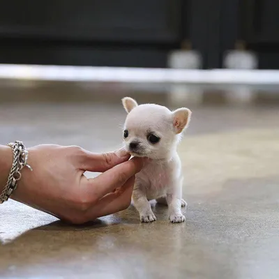 Самые маленькие породы собак. Топ-27 (с фотографиями) | Toyota Prado Fan  Club