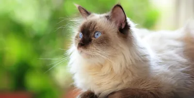 Ашера кошка: фото, характер, описание породы