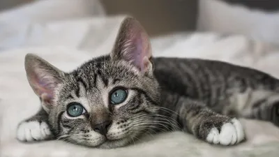 ТОП-10 популярных пород кошек - YouTube