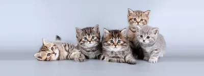 Кошки с короткими лапами: 9 пород с маленькими ножками