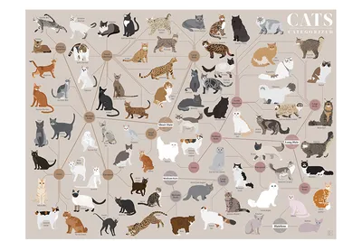 Все породы кошек на одной инфографике: многообразие видов