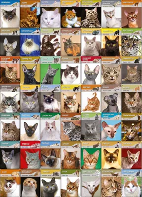Все породы кошек и котов - 54 фото