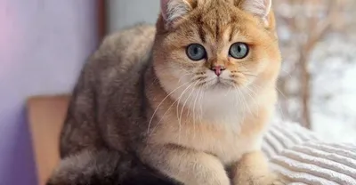 Книга-справочник Кошки: Все породы, иллюстрированная энциклопедия о  домашних кошках - YouTube