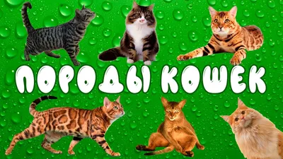 Сиамская кошка (порода кошек) - фото, описание породы, характер, цена,  отзывы
