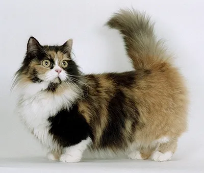 Самые большие породы кошек: ТОП-10 крупных домашних кошек в мире