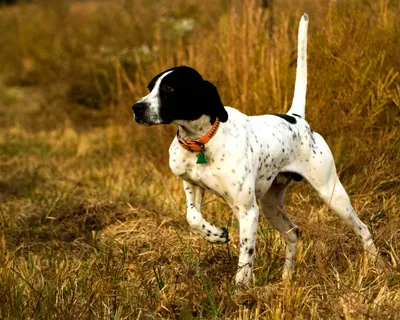 Виды охотничьих собак (62 фото) - картинки sobakovod.club