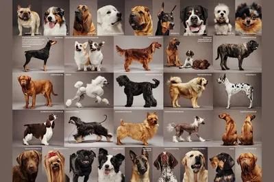Все породы собак и их фото фотографии