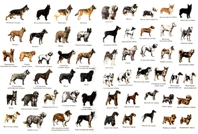 Все породы собак с фото и названиями фотографии