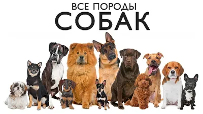 Каталог пород собак (70 фото) - картинки sobakovod.club