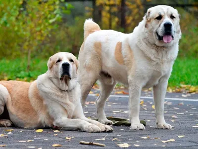 Самые большие собаки в мире: ТОП-20 крупных пород с фото