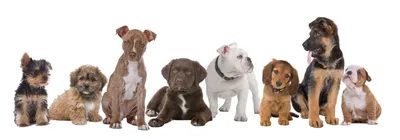 Их любят все: какие породы собак самые популярные в мире | Жизнь | OBOZ.UA