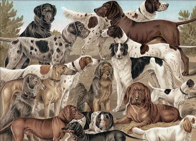 Все породы собак, коллаж» — создано в Шедевруме