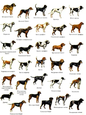 Все породы собак щенки фото фотографии