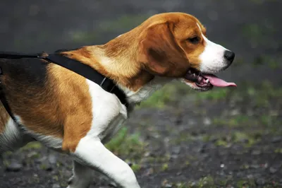 ТОП-10 самых английских пород собак