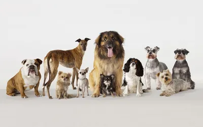 Список самых редких пород собак с названиями: описание и интересные факты –  зоомагазин Бетховен