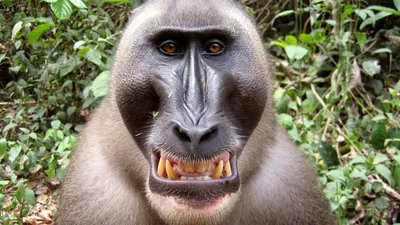 Все виды обезьян фото фотографии