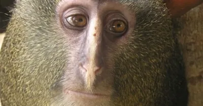 Гелада — редкий вид обезьян,... - Неофициальная: Знаю Мир | Facebook