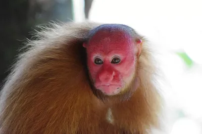 В Мьянме благодаря помету нашли новый вид обезьян. Они уже под угрозой  вымирания
