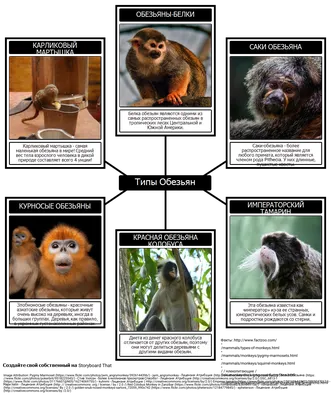 Такие разные обезьянки! | МанкиБлог | Дзен