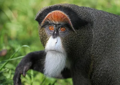 Виды обезьян - 60 фото