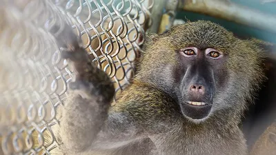 Почему современные обезьяны не эволюционируют в людей