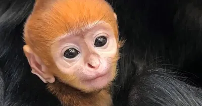В Конго открыли новый вид обезьян | Mixnews