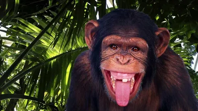 Самая большая обезьяна в мире: рейтинг великанов - 24СМИ