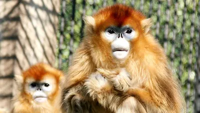 Обезьяна - 79 фото разнообразия социализированных приматов