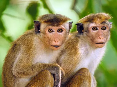 Виды обезьян: названия и фото, где живут и чем питаются, описание