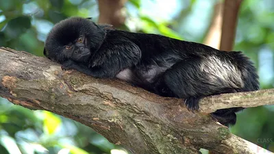 Пурпурнолицые лангуры – большие черные обезьяны на Шри Ланке. Фото и видео