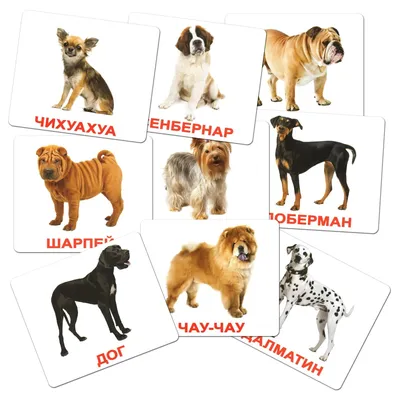 Все виды собак (62 фото) - картинки sobakovod.club
