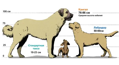 Лучшие породы крупных собак: названия, фото, описание, отзывы кинологов