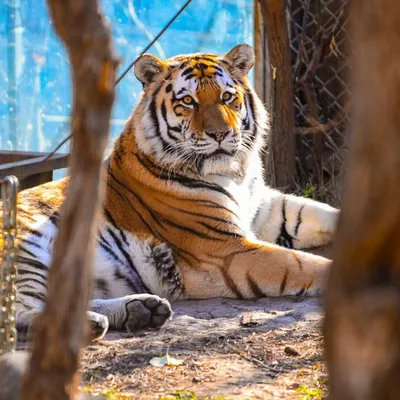 20 интереснейших фактов про тигров | Всё самое интересное | Дзен