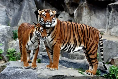 Исследование крупных кошачьих выяснило, что у тигров разные характеры  (Science, США) | 08.04.2023, ИноСМИ