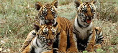 В Индии теперь больше 3000 тигров. Это самая большая популяция в мире