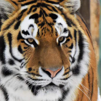 Что за лев этот тигр! Как в России сохраняют популяцию полосатых хищников |  Наука.рф