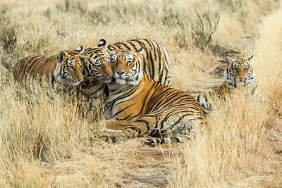 Год тигра: как помирить человека и дикую природу | Новости ООН