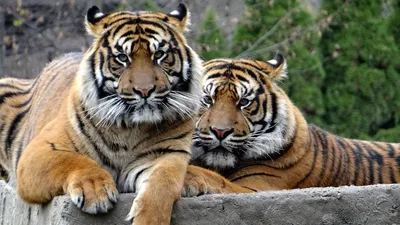 Популяция амурского тигра в России находится на подъеме» -  Ведомости.Экология